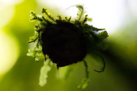 Worm moss on a cut vine Stock Photos