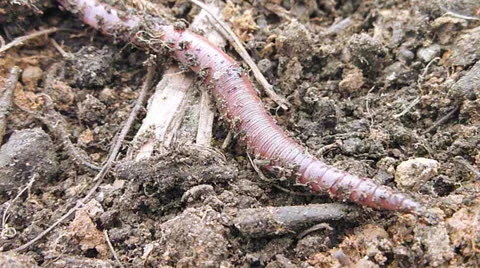 Worm on the Move 1 Stock Footage 23232409