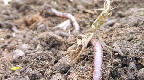 Worm on the Move 2 Stock Footage 23232375