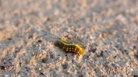 Worm moves on floor close up Stock Footage 133944004