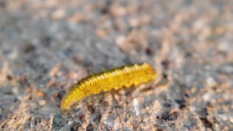 Worm moves on floor close up slowmo 스톡 동영상 133940834
