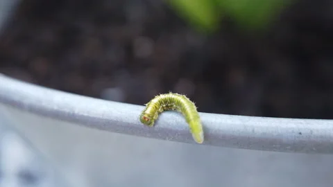 Worm moves on pot closeup 스톡 동영상 133939427