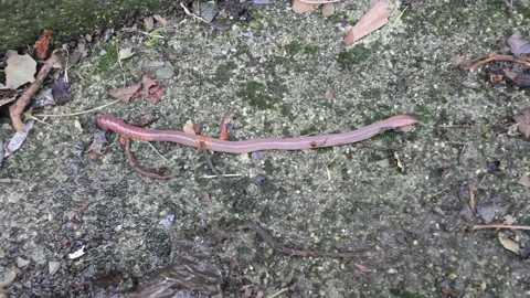 Worm moving fast through the cement Stock Footage 236941728