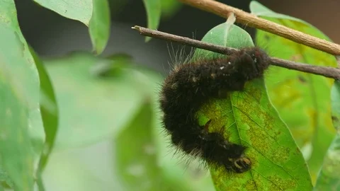 Worm moving near the leaf 스톡 동영상 78682319