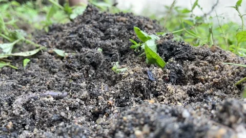 Worm moving on soil. Using rake tool on soil home garden backyard - day Stock Footage 205505344