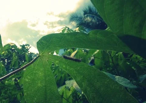 A worm moving on a tapioca plant Stock Photos