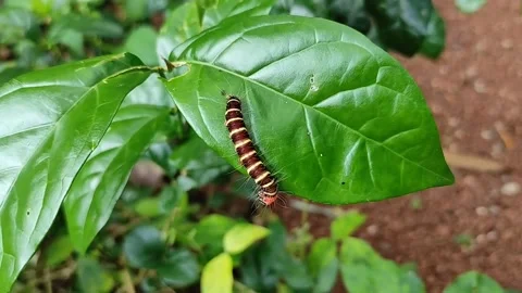 A worm is moving through a leaf Stock Footage 153829086
