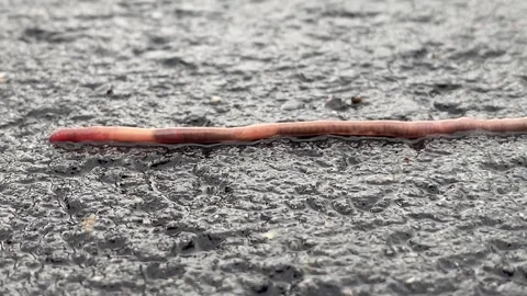 Worm moving on a wet road Stock Footage 264910032