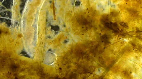 Worm (Nais sp.) Vidéo 64826751