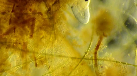 Worm (Nais sp.) 스톡 동영상 64826752