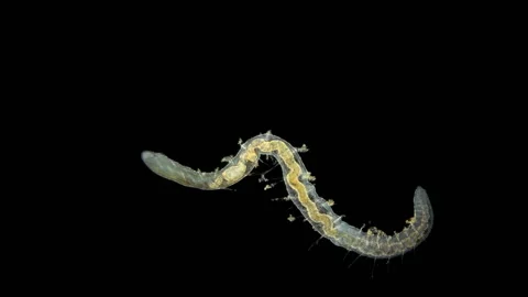 Worm Nais sp. under a microscope, the Tubificidae family, a subclass of Stock Footage 131822163