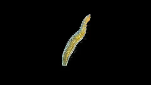 Worm Nais sp. under a microscope, Family Naididae, a class of Oligochaeta, fe 库存照片