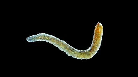 Worm Nais sp. under a microscope, family Naididae, a class of Oligochaeta, .. 库存照片