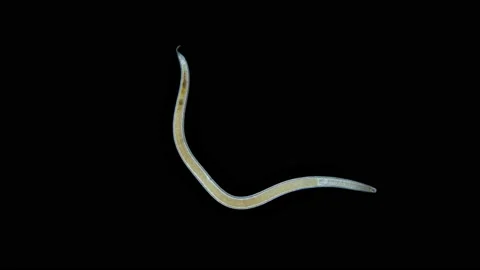 Worm Nematoda under microscope, Phylum Protostomia, free-living nematodes Video stock 166884813