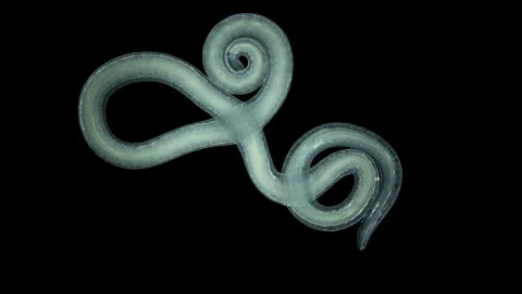 Worm Nematoda under microscope, Phylum Protostomia Stock Footage 252676907