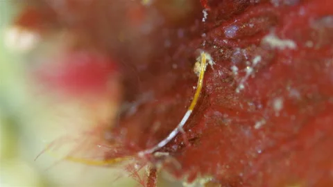 Worm Nematoda under microscope, Phylum Protostomia Stock Footage 296332303