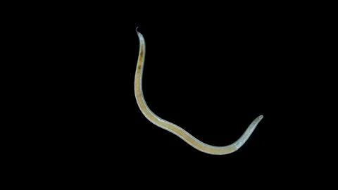 Worm Nematoda under microscope, Phylum Protostomia, free-living nematodes inh Stock Photos