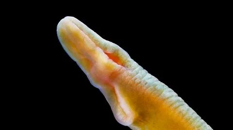 Worm Nemertea Lineus sp. under microscope, Heteronemertea order. The photo sh Stock Photos