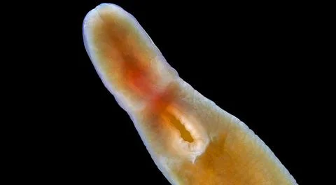 Worm Nemertea Lineus sp. under microscope, Heteronemertea order. The photo sh Stock Photos