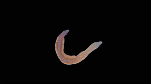 Worm Nemertea Prostoma sp. under the microscope, of the Tetrastemmatidae family. Stock Footage 147716162