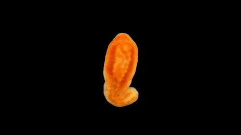 Worm Nemertea under a microscope, class Hoplonemertea. Stock Photos