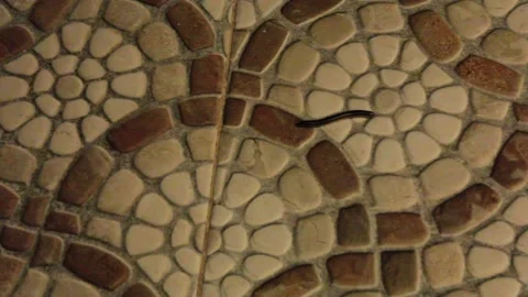 Worm at night Stock Footage 197160220