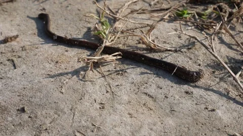 Worm or Earthworm Video stock 291509572