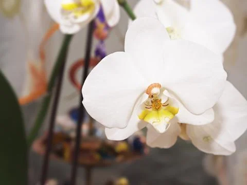 Worm on the orchid Stock Photos