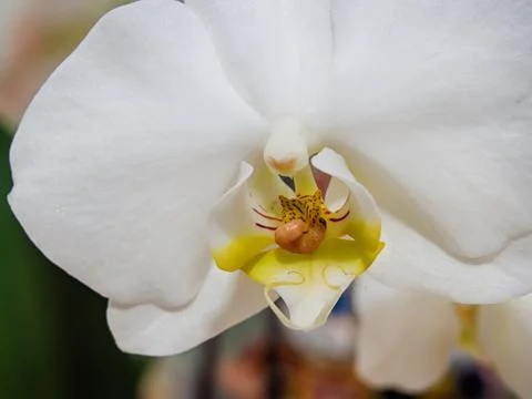 Worm on the orchid Stock Photos