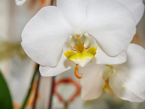 Worm on the orchid Stock Photos