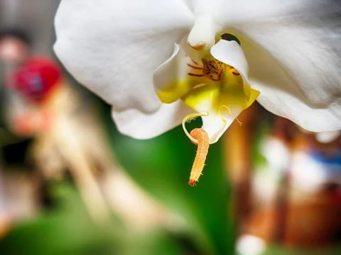 Worm on the orchid Stock Photos