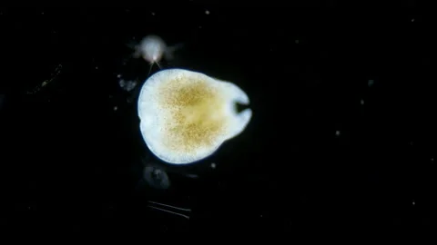 Worm order Acoela under a microscope, phylum Xenacoelomorpha, Convolutidae Stock Footage 235885932