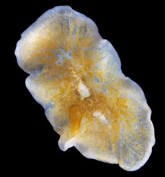 Worm order Polycladida under a microscope, possibly Notoplana sp. The speci.. Foto stock
