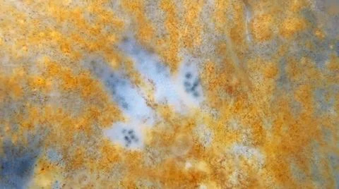 Worm order Polycladida under a microscope, possibly Notoplana sp. There are.. 库存照片