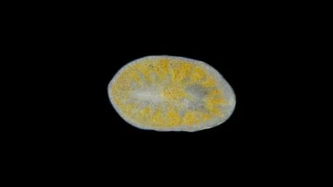 Worm order Polycladida under a microscope, possibly Leptoplana sp. The spec.. Stock Photos