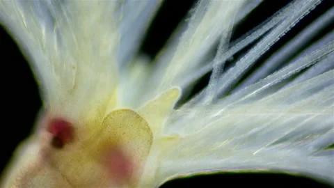 Worm order Sabellida under a microscope. Possibly family Fabriciidae Stock Footage 233316081