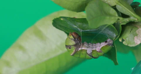 Worm of Papilio demoleusare evolving into pupa. on a green screen 動画素材 250767193