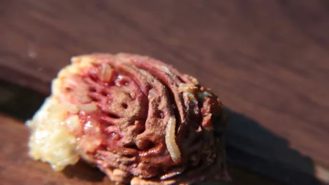 Worm on peach ossicle Stock Footage 111764990