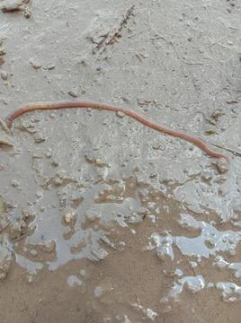 Worm Stock Photos