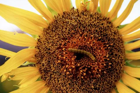 Worm on pollen with texture. Stock Photos