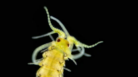 Worm Polychaeta, Autolytus sp. under the microscope, family Syllidae. They are Stock Footage 202484662