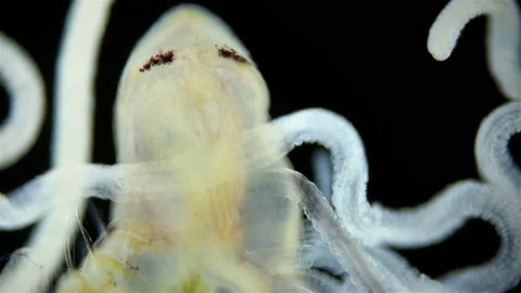 Worm Polychaeta Cirratulus sp. under a microscope, family Cirratulidae. Stock Footage 231680953