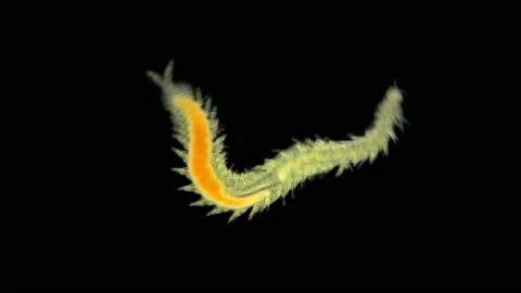 Worm Polychaeta Eulalia viridis under a microscope, Phyllodocidae family Stock Footage 146800437