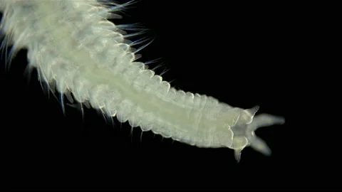 Worm Polychaeta Naineris sp. under a microscope, of the family Orbiniidae Video stock 139748519