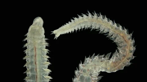 Worm Polychaeta Naineris sp. under a microscope, of the family Orbiniidae Stock Footage 139750917