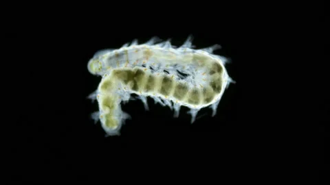 Worm Polychaeta Order Eunicida under a microscope. Possibly Dorvilleidae family Stock Footage 227117708