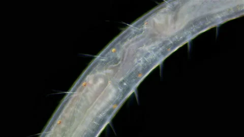Worm Polychaeta Polyophthalmus sp. under a microscope, Opheliidae family Stock Footage 165205986