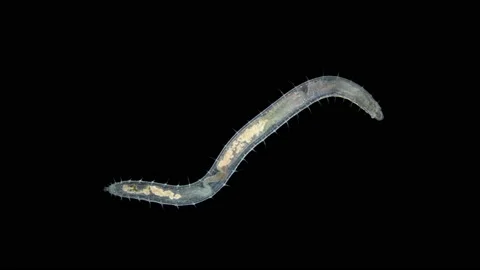 Worm Polychaeta Polyophthalmus sp. under a microscope, Opheliidae family Stock Footage 165256256