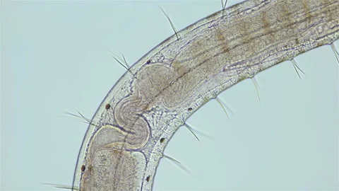 Worm Polychaeta Polyophthalmus sp. under a microscope, Opheliidae family Stock Footage 168065161