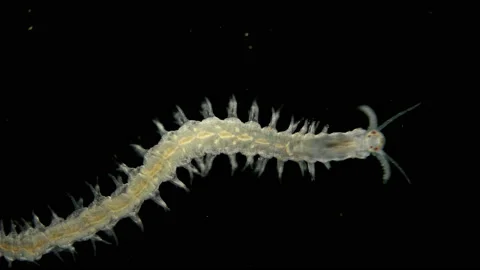 Worm Polychaeta under a microscope, this is the Annelida class, live in marine Stock Footage 122849453